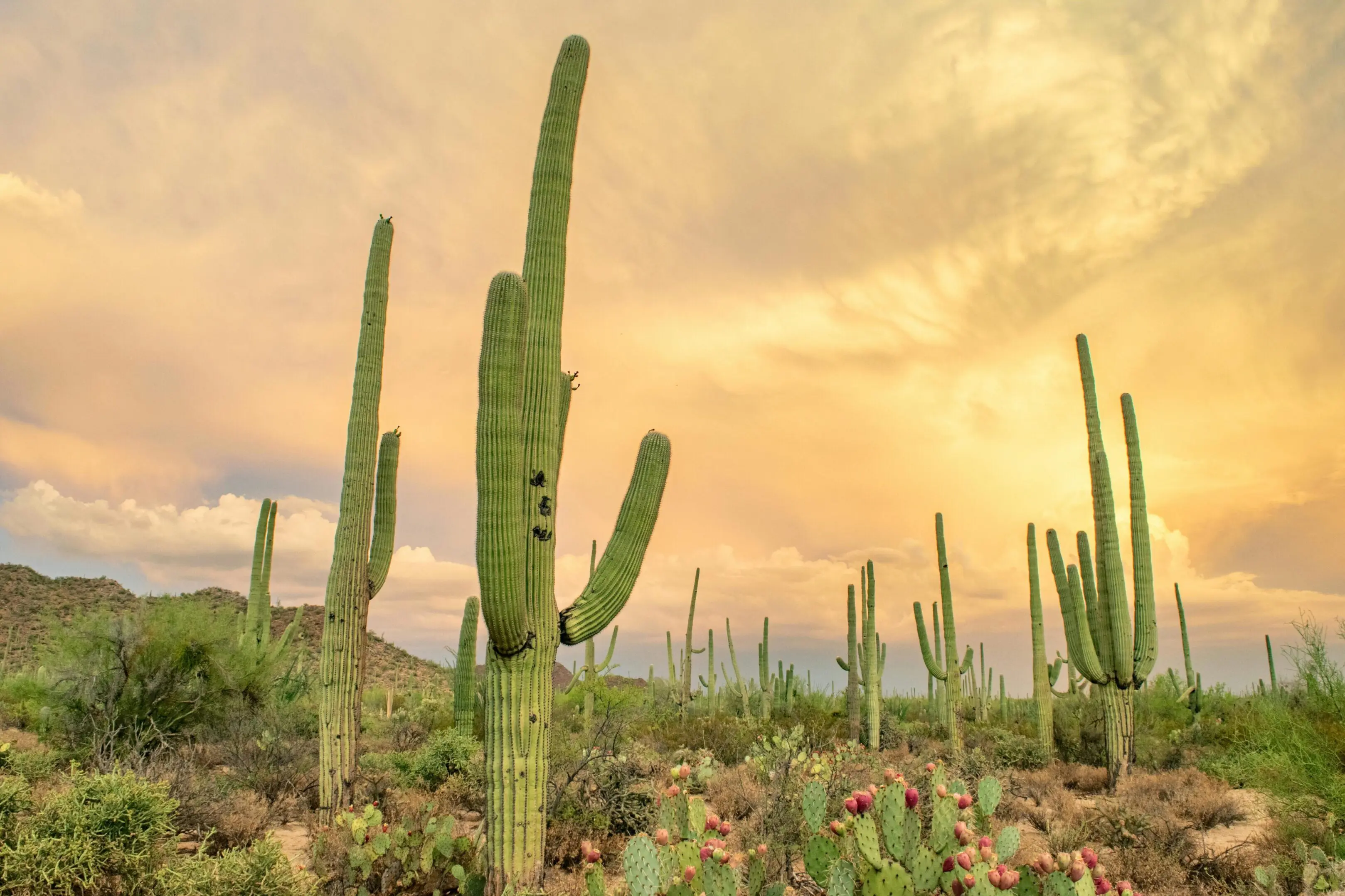 A field of cactus with a cloudy sky in the background.